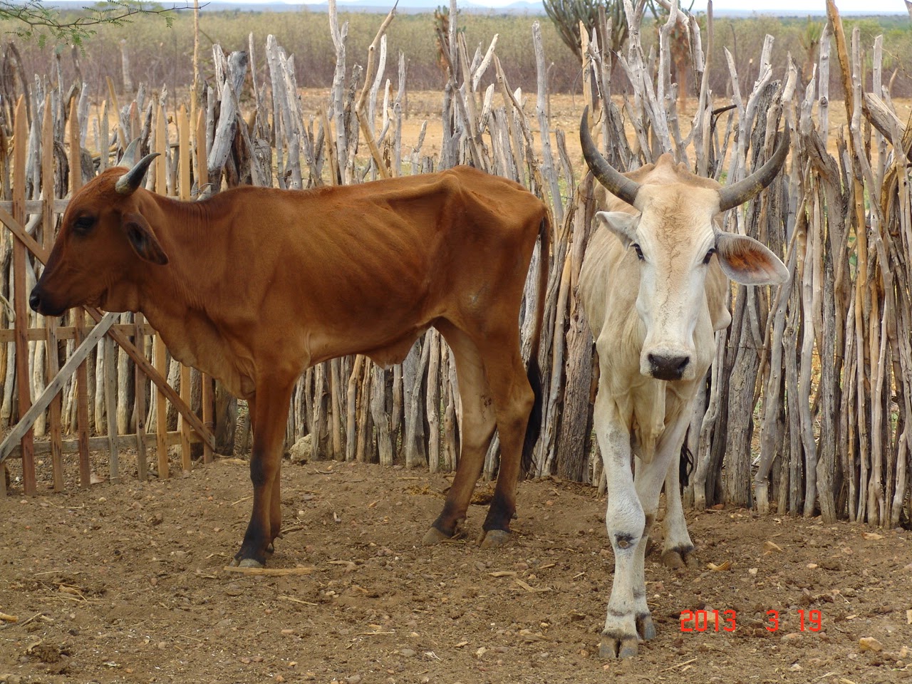 Animais na época da seca