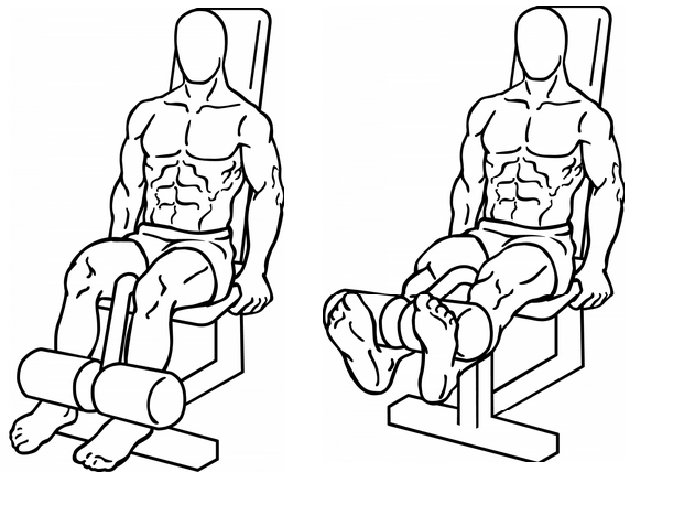 True Fitness Exercises: LEG EXERCISES: "LEG EXTENSION"