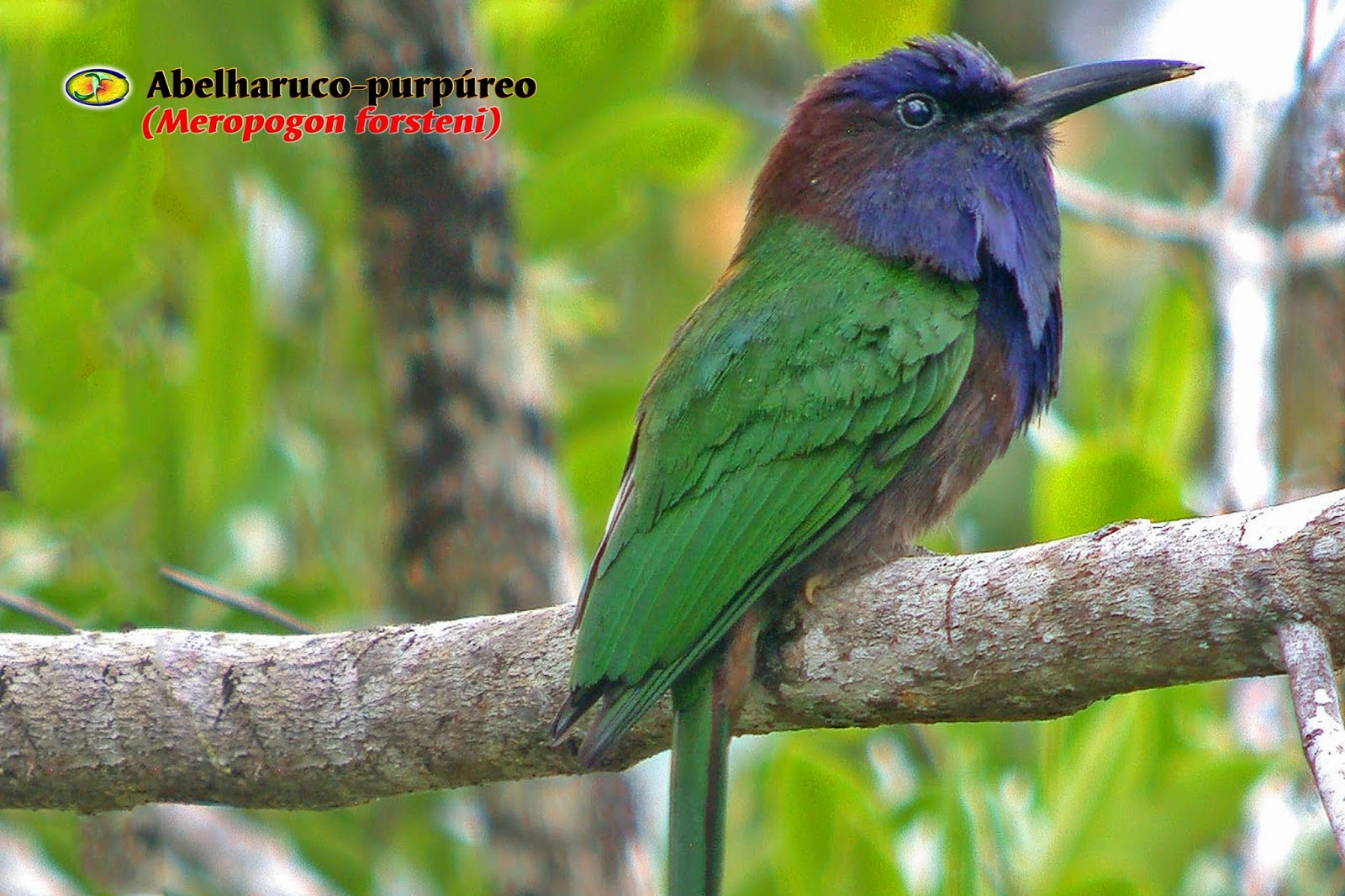 ORNITOLOGIA Abelharucopurpúreo (Meropogon forsteni)