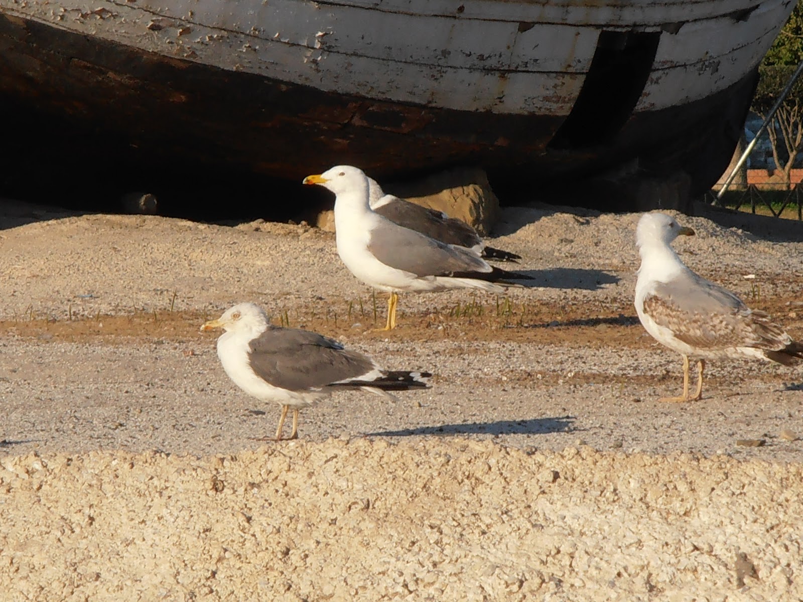 GAVIOTA PATIAMARILLA Larus michaellis Plantas rioMoros