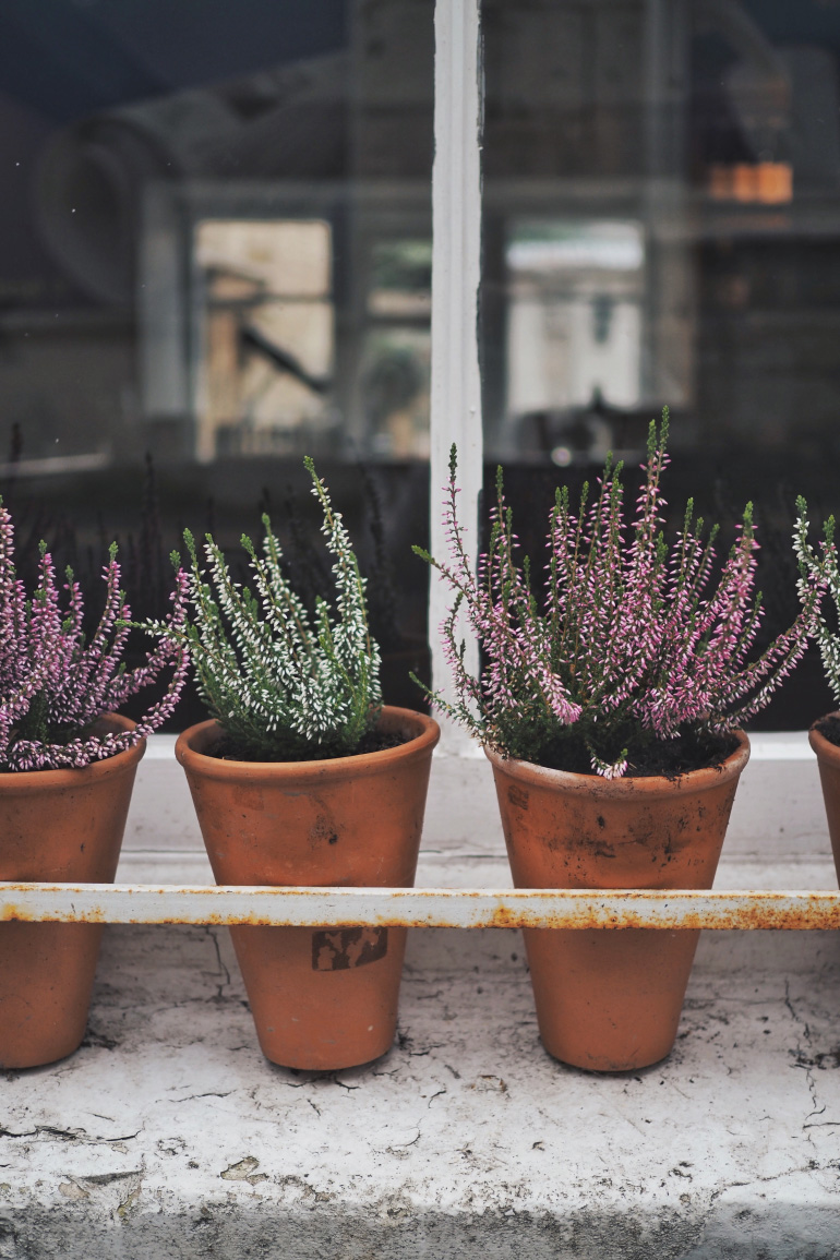 Entretien, arrosage, plantation - que faire dans son jardin de ville en  automne ? | Louise Grenadine - blog slow lifestyle à Lyon