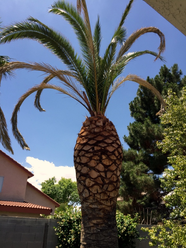 Xtremehorticulture of the Desert Canary Island Date Palm Dying May Be