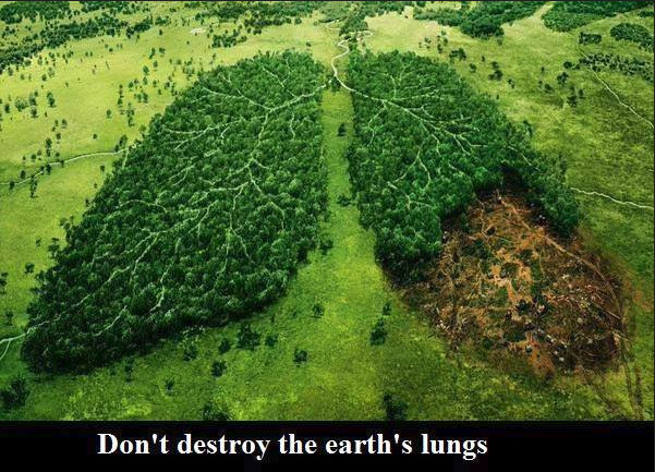 Tree For Mankind Our Planet s Lungs