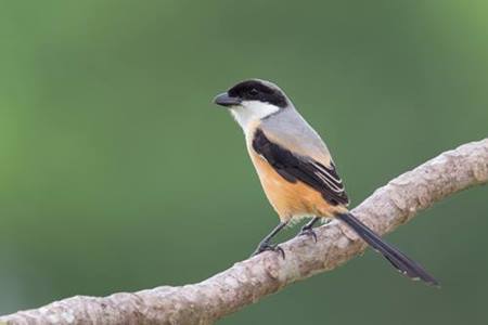 Download Suara Burung Cendet Gacor Dahsyat Untuk Masteran Mp3