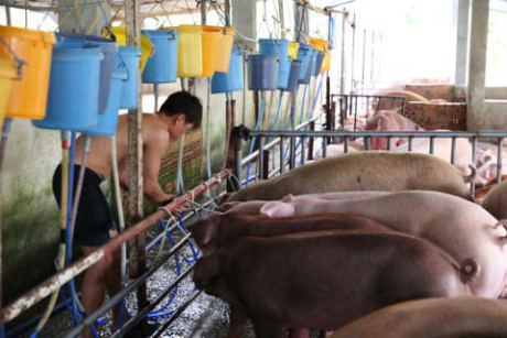 Heo tiêm thuốc an thần sắp được phép vào mâm cơm người dân - Ảnh 1 Heo tiem thuoc an than sap duoc phep vao mam com nguoi dan - Anh 1