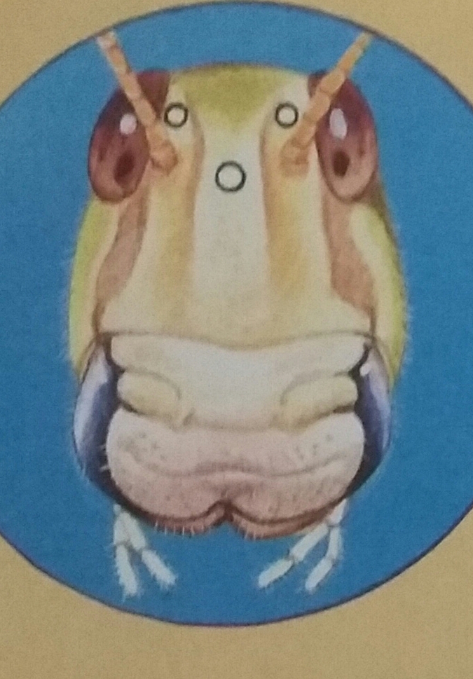 Wow Insects How do insects see?