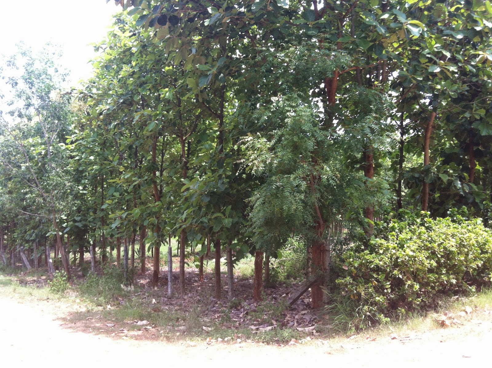 Emerald Enclave, Mysore