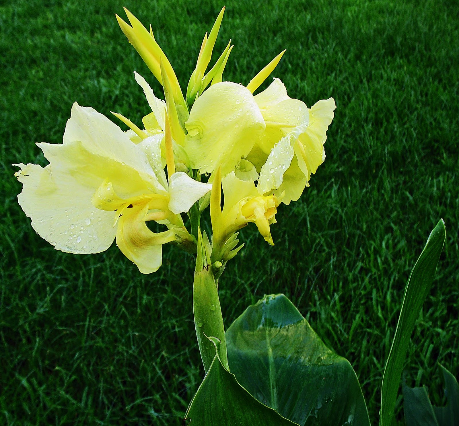 Stock Pictures Photographs of Yellow Flowers