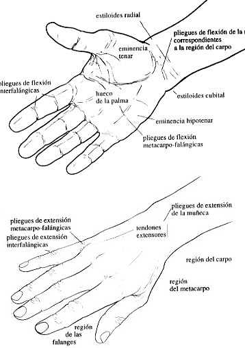 Manos Dibujo de la mano señalando sus partes de ambos lados