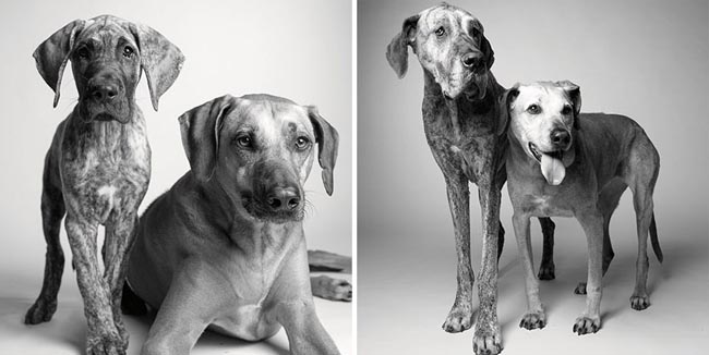Dog Years Pictures Of Aging Dogs That Will Make Dog Lovers Cry - Kayden and Brodie: 11 months and five years, and seven and 12 years