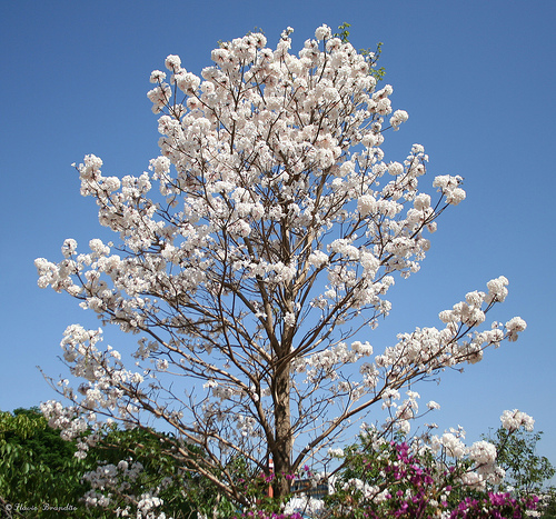 Ipê-branco - Tabebuia roseoalba