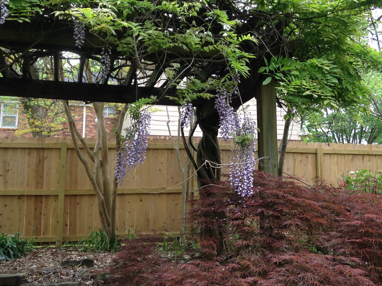 Memphis Trees April Comes to Memphis