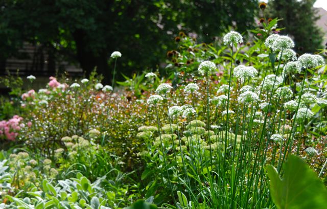 I like how the domes of Allium echo the shape of the Sedum 'Autumn Joy', which is also in the Hill Garden. Rosa 'The Fairy' is re-blooming for the fall on the far left. The purple coneflower (Echinacea purpurea) is finishing off on the top of the Hill, but is still valuable for its seed heads.
