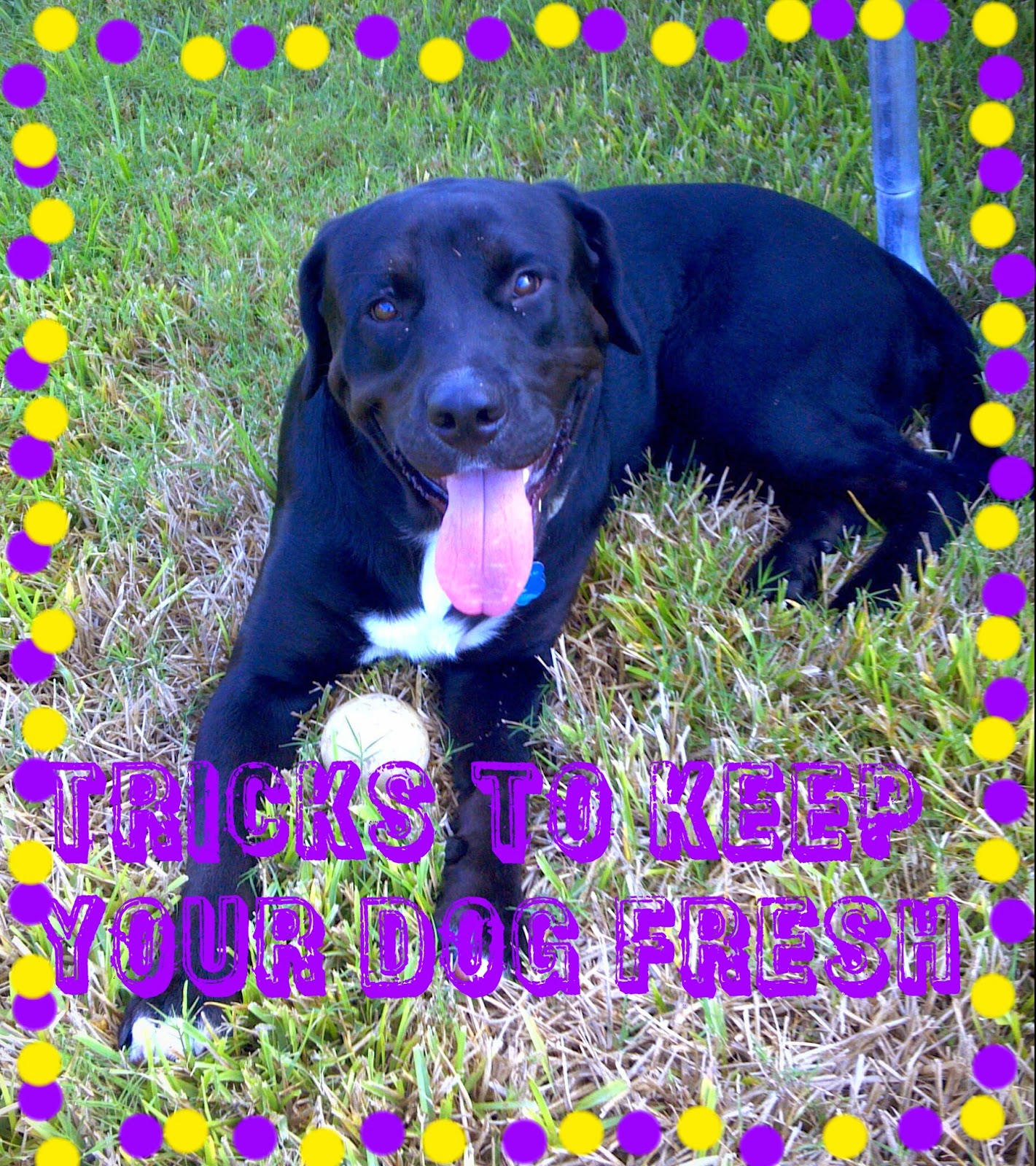 One Seriously Beautiful Life 5 Tricks To Keep Your Dog Smelling Fresh