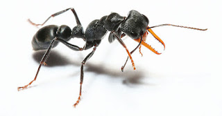 Jack jumper ant