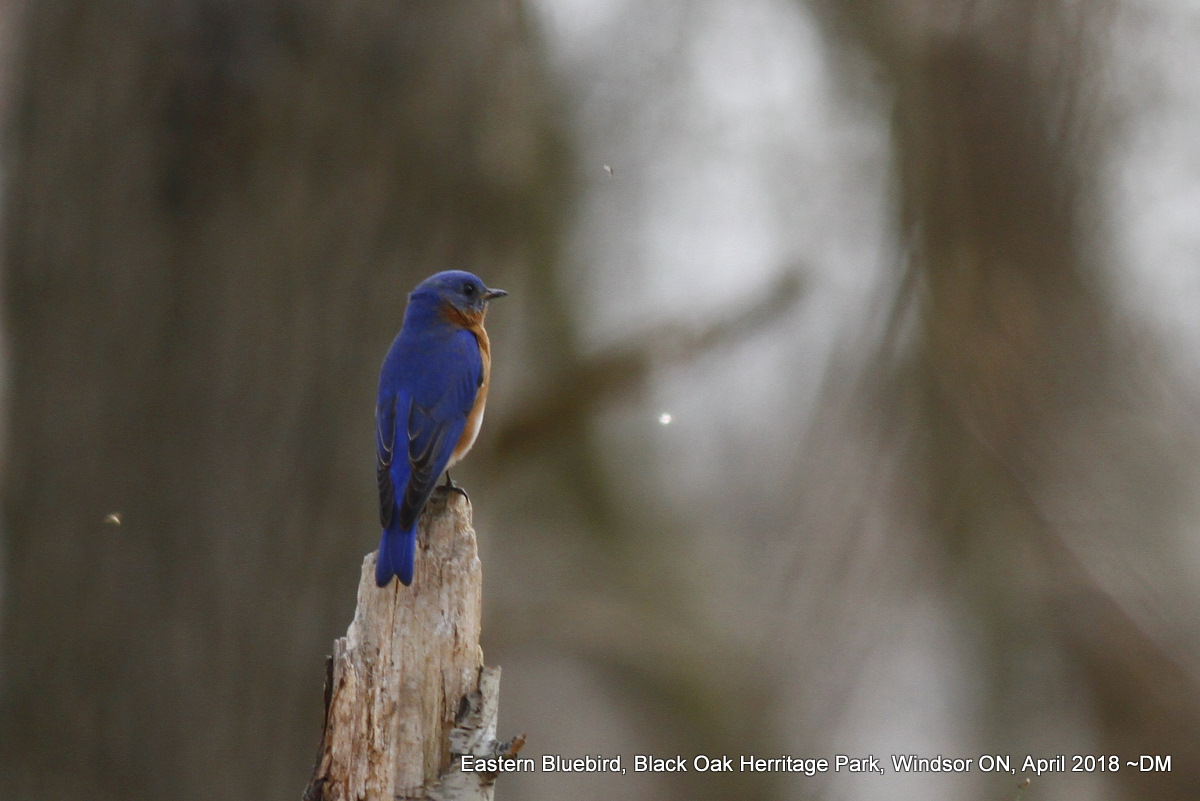 Nerdy for Birdy: Brown Thrasher, Bluebird and Pine Warbler at Black Oak