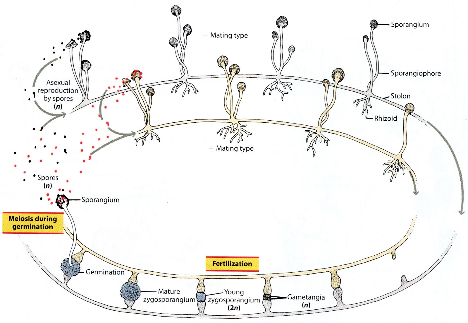 оомицеты размножение. жизненный цикл гриба схема. аскомицеты и базидиомицеты. цикл развития гриба мукора. Zygomycota reproduction.