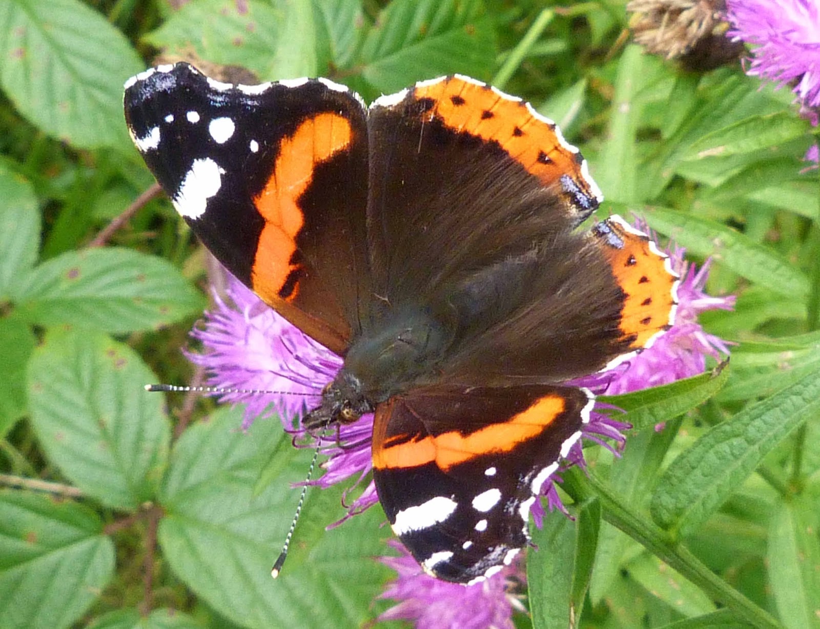 Insects of Scotland Butterflies