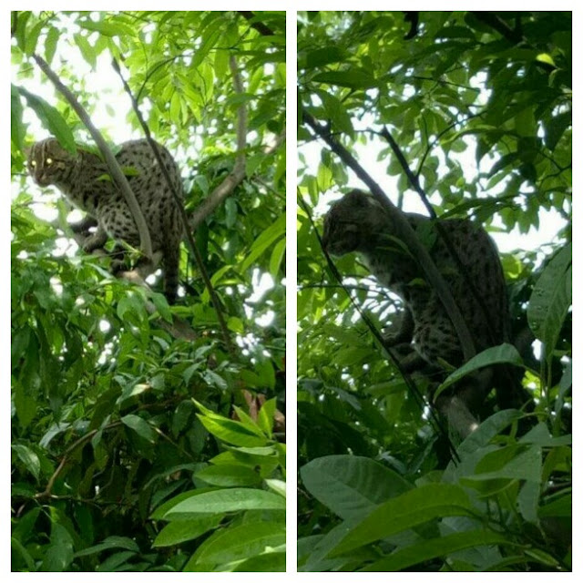 अभी-अभी: बेतिया हवाई अड्डे के पास निकला तेंदुआ, लोगो में अफरातफरी.. 1 अभी-अभी: बेतिया हवाई अड्डे के पास निकला तेंदुआ, लोगो में अफरातफरी.. 1