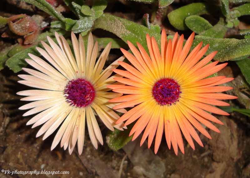 Pigface A New High In Low Rar