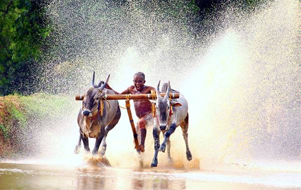  Bull Surfing Race Competitions منافسات سباق تزلج الثيران  Image011-774066