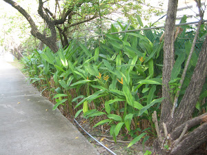 OUT OF PLACE HELICONIAS