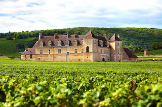 Vineyard in Burgundy