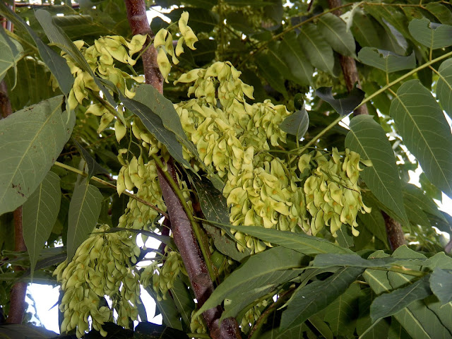 Girald’s Tree of Heaven (Ailanthus giraldii)