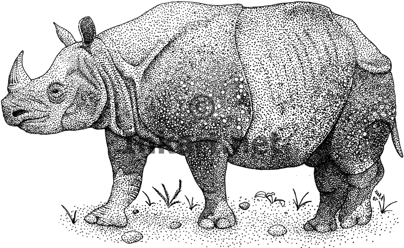 Носорог. Носорог раскраска для детей. Носорог рисунок. Носорог рисунок для детей.
