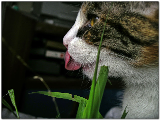 eating grass 2 by lotusgreen from flickr (CC-NC-SA)