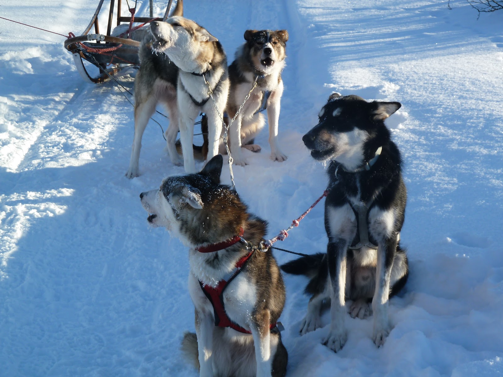 Sledging With Huskies In Swedish Lapland 