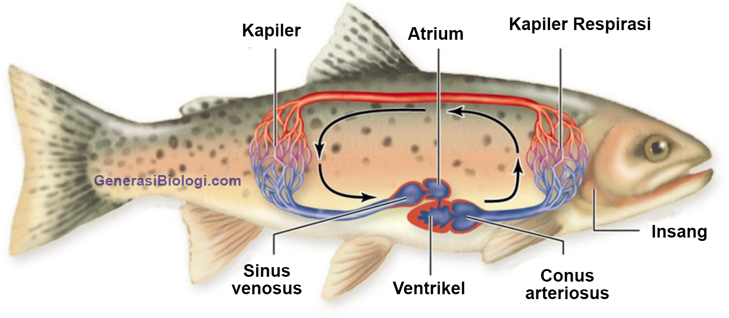  Sistem  Peredaran Darah Ikan Dilengkapi Gambar  Generasi 