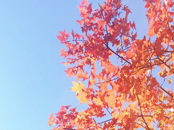 My Pregnancy Emotions Remind me to be Grateful