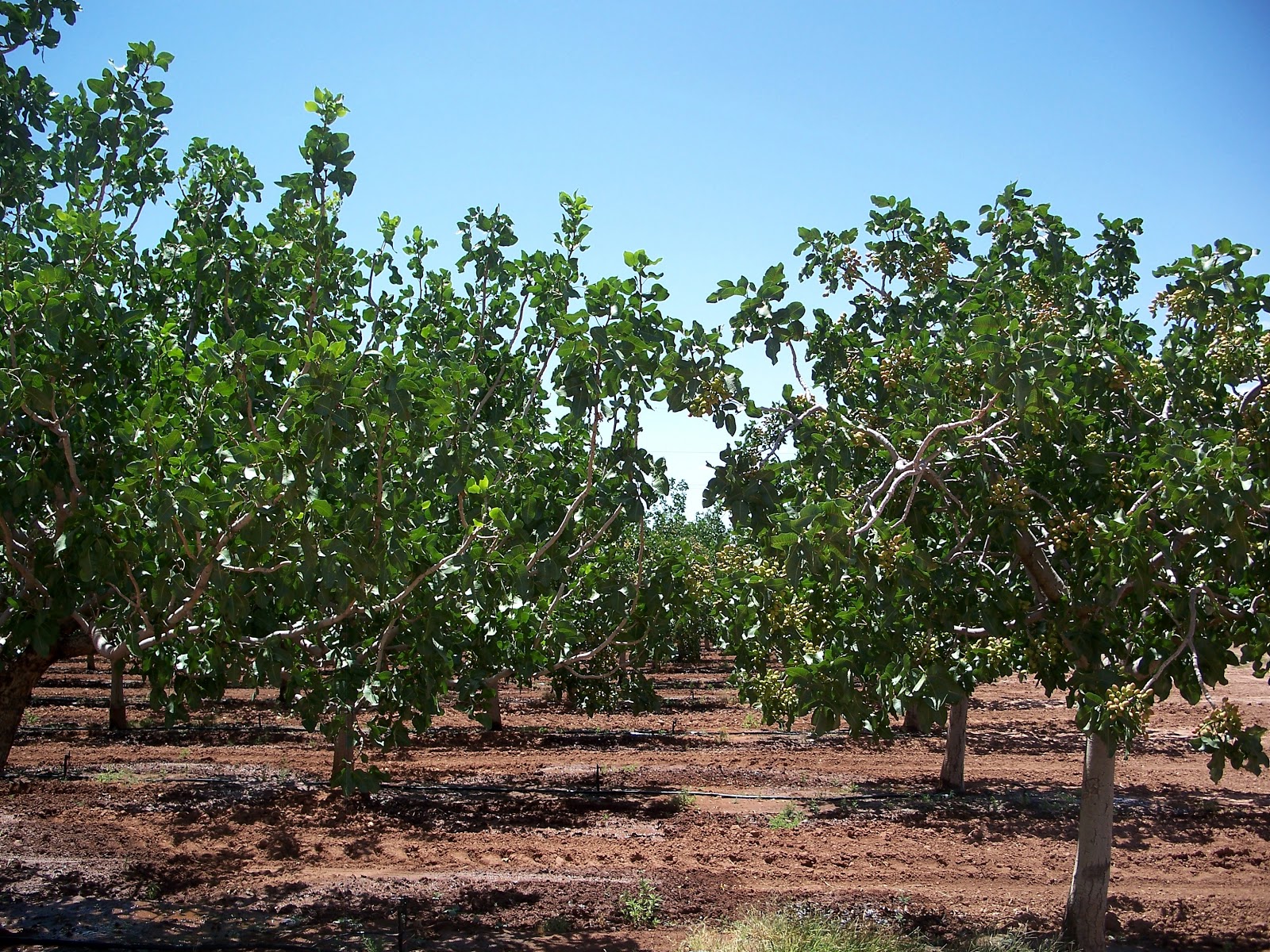 The Road Eagle Ranch Pistachio Groves
