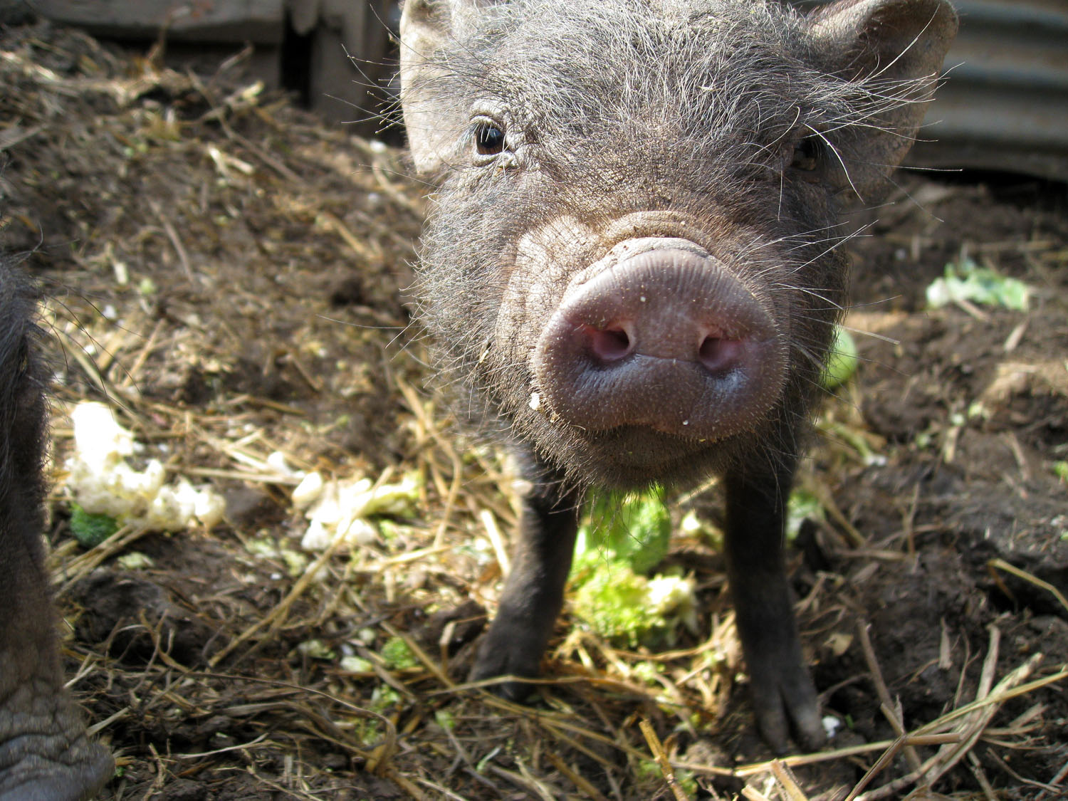 Little Pet Pigs Little pet pigs at 3 months
