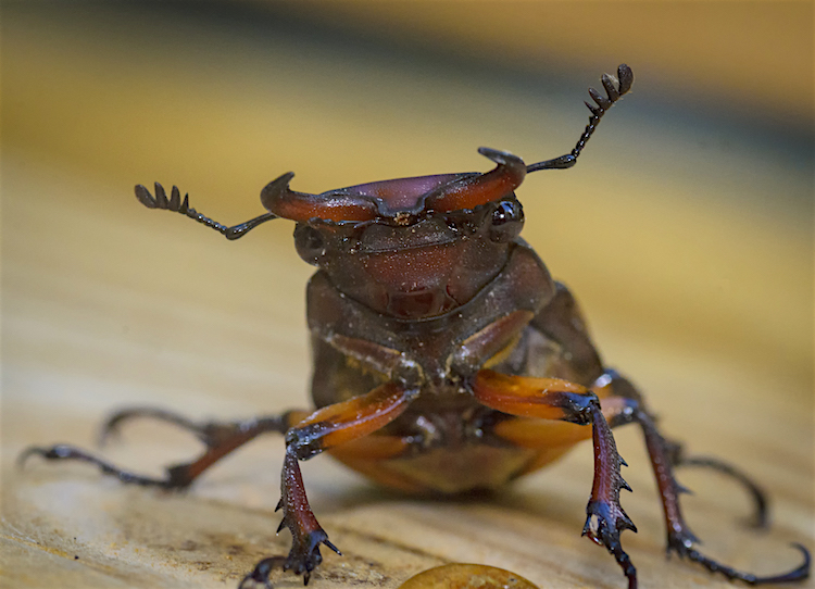 Riverdaze… BAD ATTITUDE BEETLE