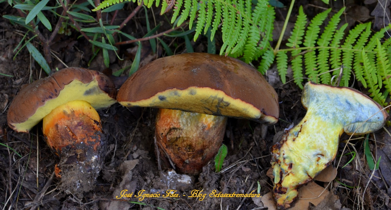 Setas Extremadura Lanmaoa fragrans. ( Boletus Fragrans).