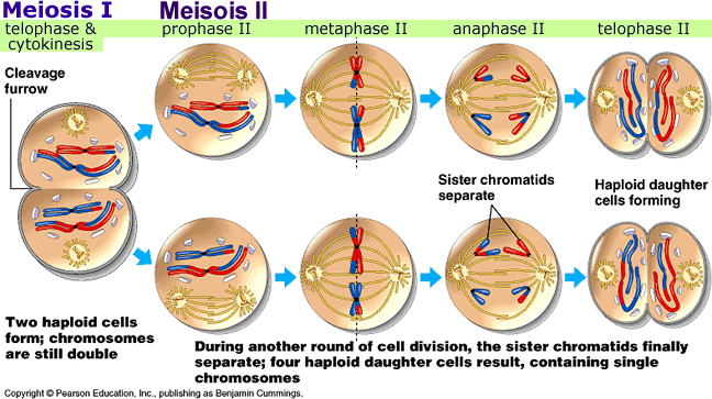 The Science Lab Mitosis And Meiosis