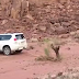 Quisieron Acabar Con Este Árbol Pero La Naturaleza Cobró Venganza
