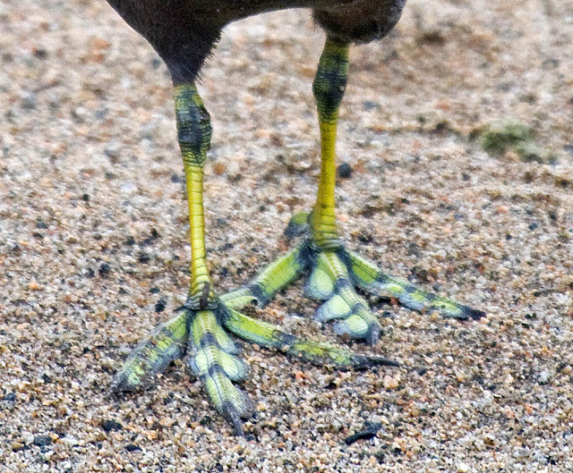 Coot toes
