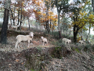 NATURE VIEWS / Fotografias de natureza, Castelo de Vide