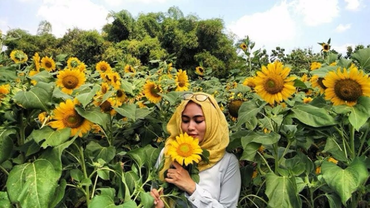Inilah 7 Lokasi  Taman  Bunga  Terbaik di Indonesia Yang 