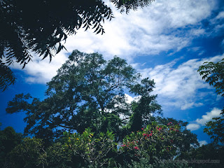 Natural Scenery Plants and trees In The Cloudy Sky In The Garden