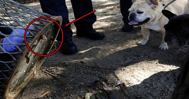 Kasihan! Tikus ini Viral Gara-gara Terjebak di Lubang Tong Sampah Kasihan! Tikus ini Viral Gara-gara Terjebak di Lubang Tong Sampah