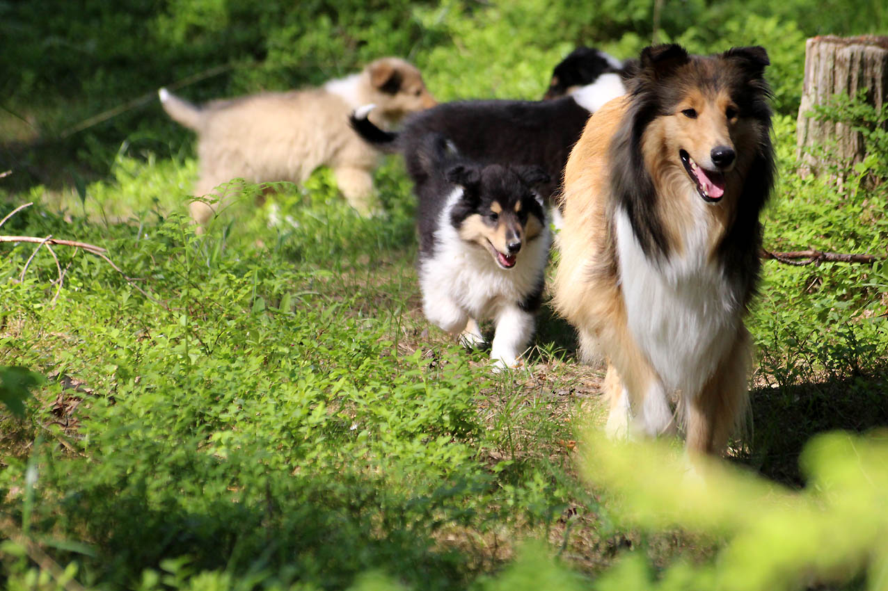 Aintree's kennel vår blogg!