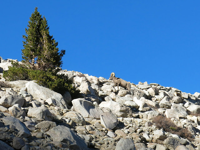 Bighorn Sheep