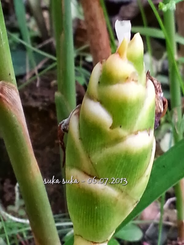 Suka Suka Bunga Halia Bara