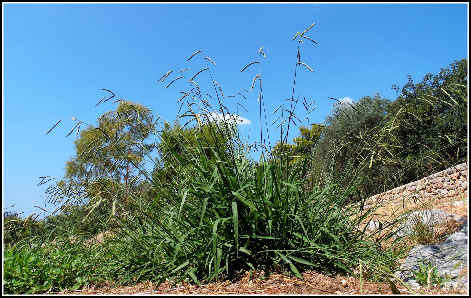 Λόφος Φιλοπάππου / Filopappos Hill Paspalum dilatatum