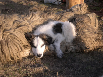 Carpatin (Carpathian sheep dog) off duty
