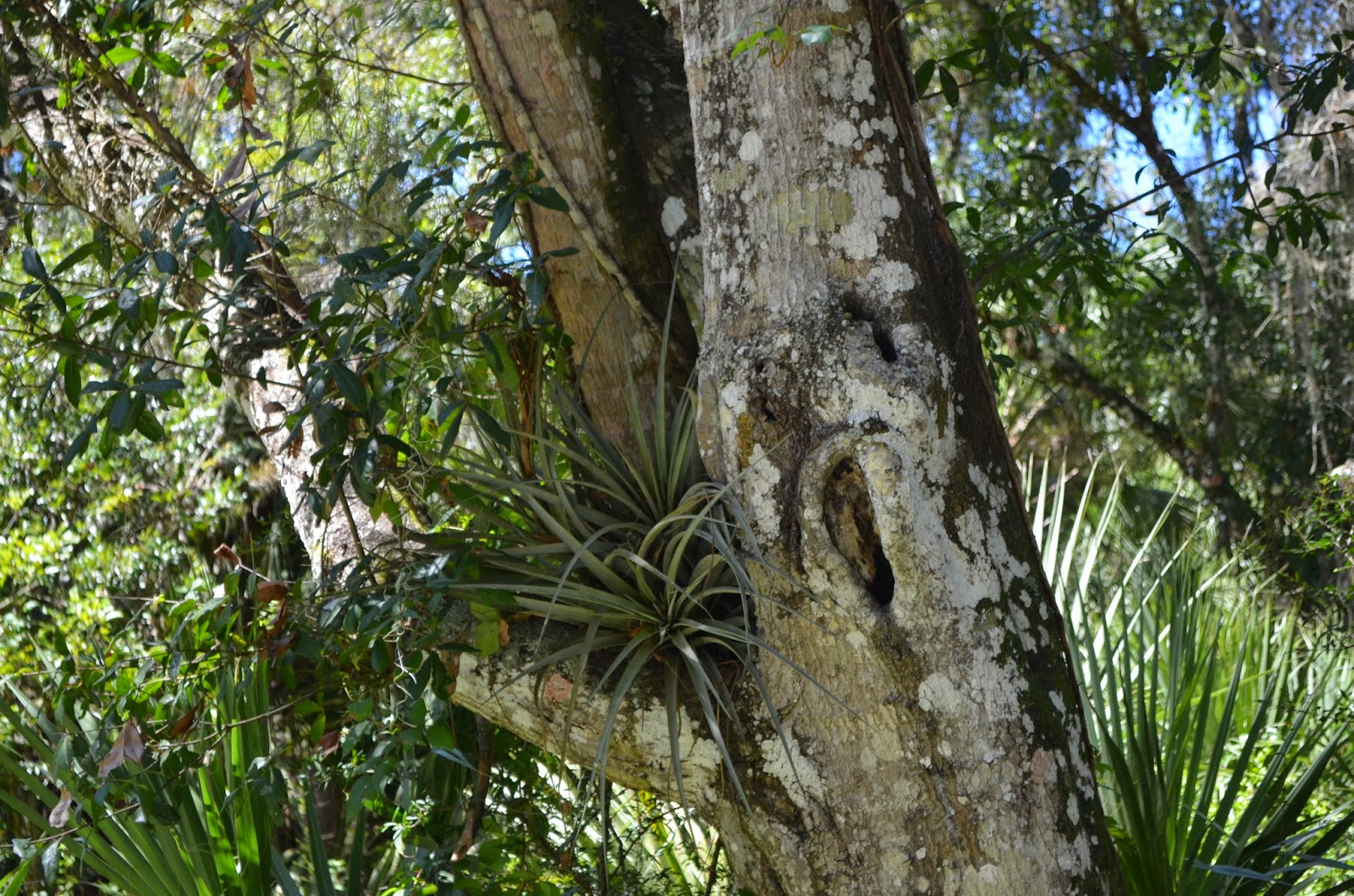 Succulent Bromeliads and others : 09/01/2014 - 10/01/2014